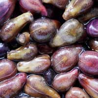 Grape seed extract